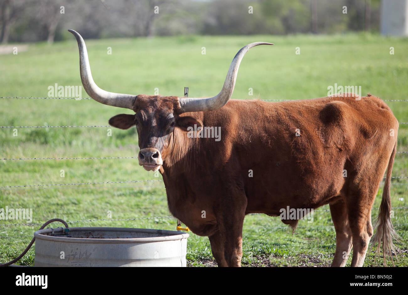 A Texas Longhorn Steer on a Ranch near Austin, Texas Stock Photo