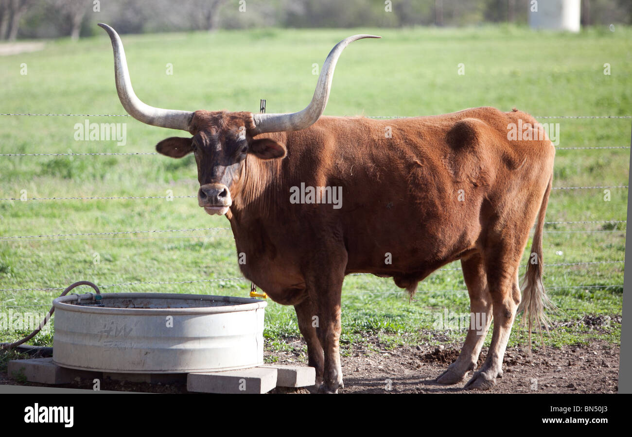 A Texas Longhorn Steer on a Ranch near Austin, Texas Stock Photo