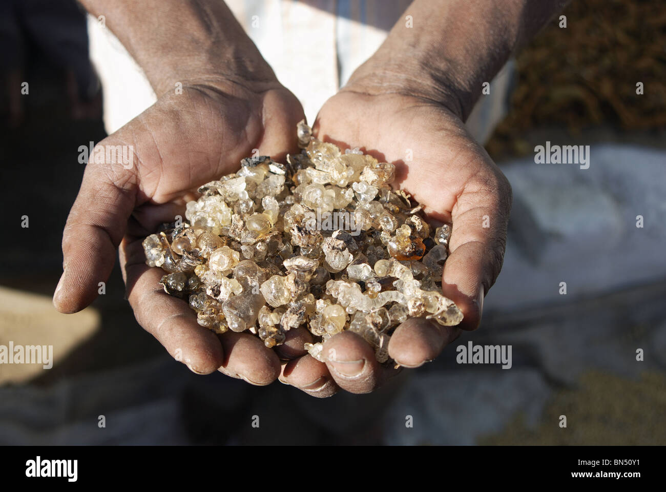 gum of Karaya tree (Sterculia urense) Stock Photo