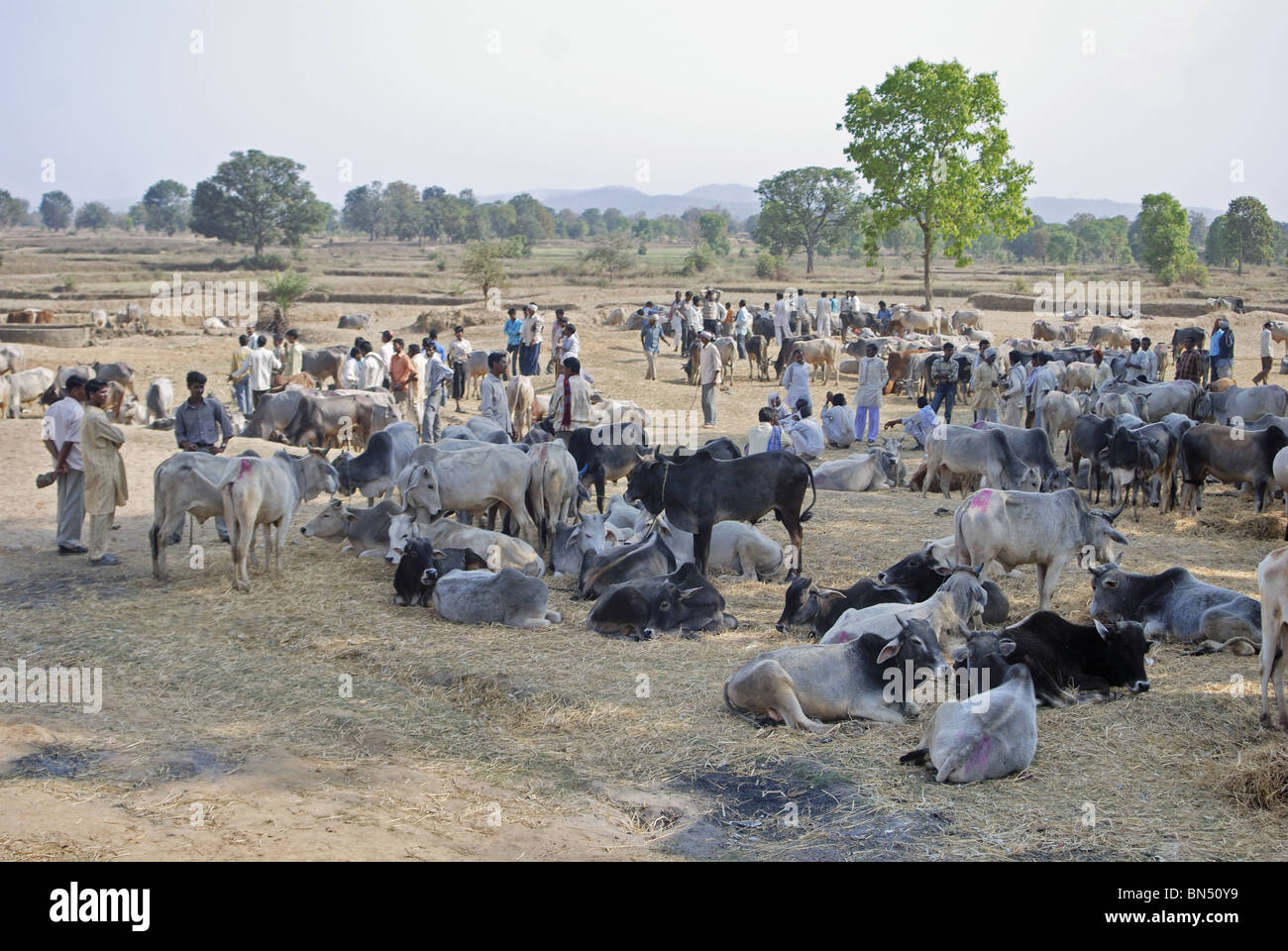 cattle market in Madhya Pradesh Stock Photo Alamy