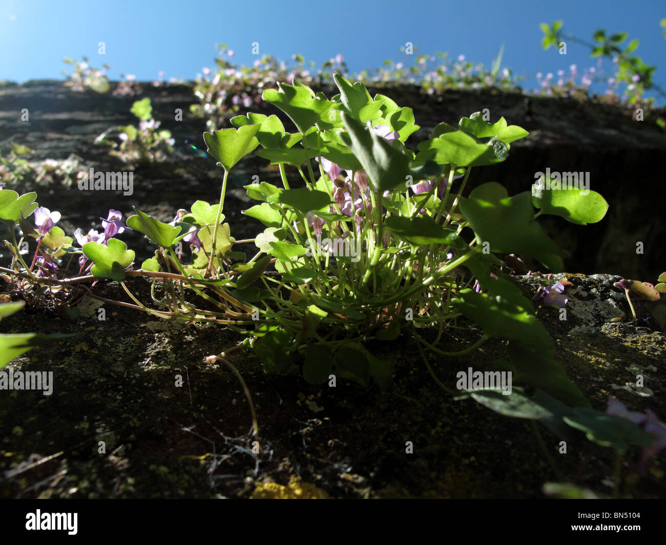 Ivy-leaved Toadflax (Cymbalaria muralis) Stock Photo