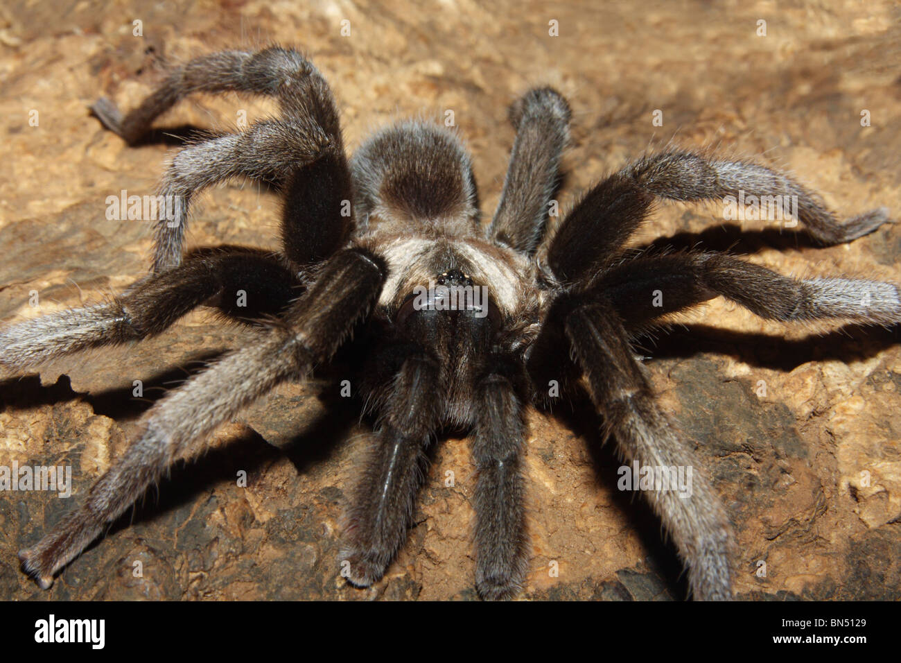 Robust Trapdoor Spider (Male) Haploclastus robustus Stock Photo