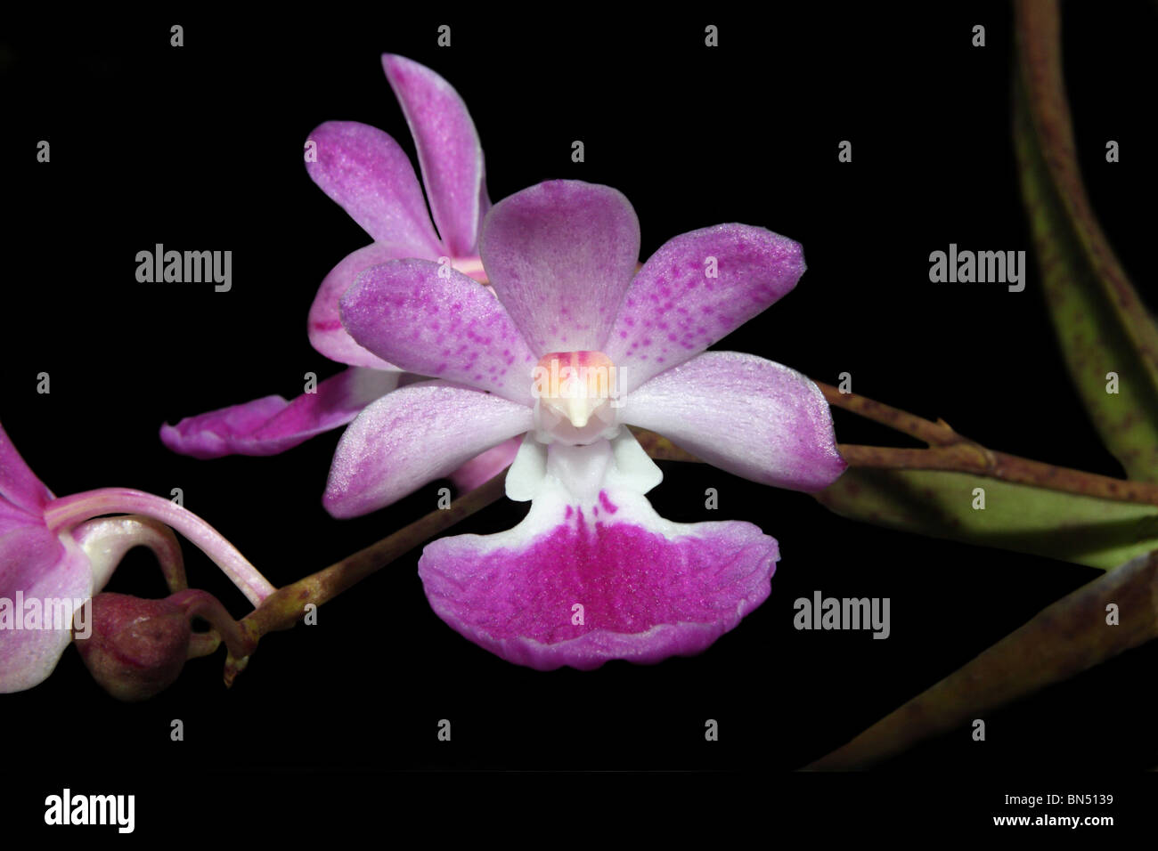 Fox Tailed Orchid (Rhynchostylis retusa) Stock Photo