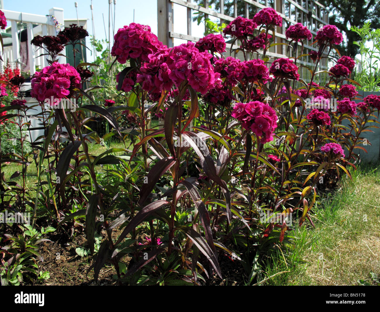 Sweet Williams (Dianthus barbatus 'Oeschburg') Stock Photo