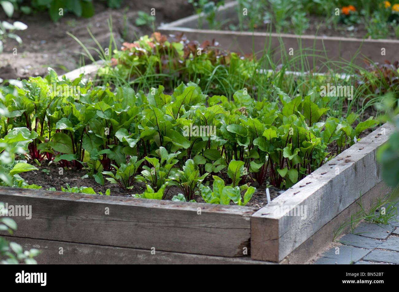 Makeshift raised bed for growing vegetables Stock Photo
