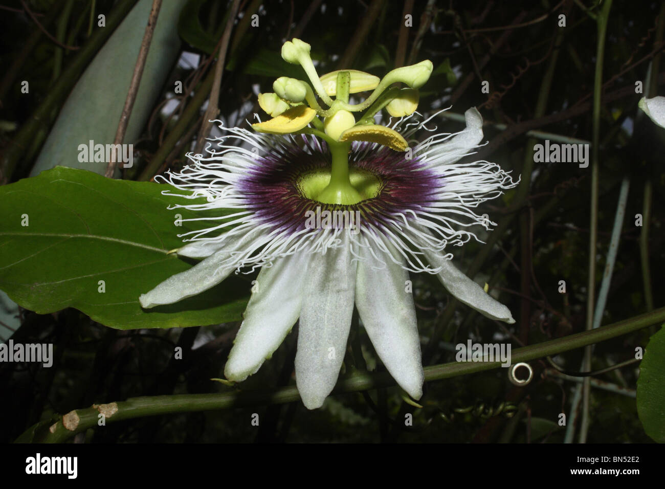 The passion flowers or passion vines (Passiflora) are a genus of about 500 species of flowering plants Stock Photo