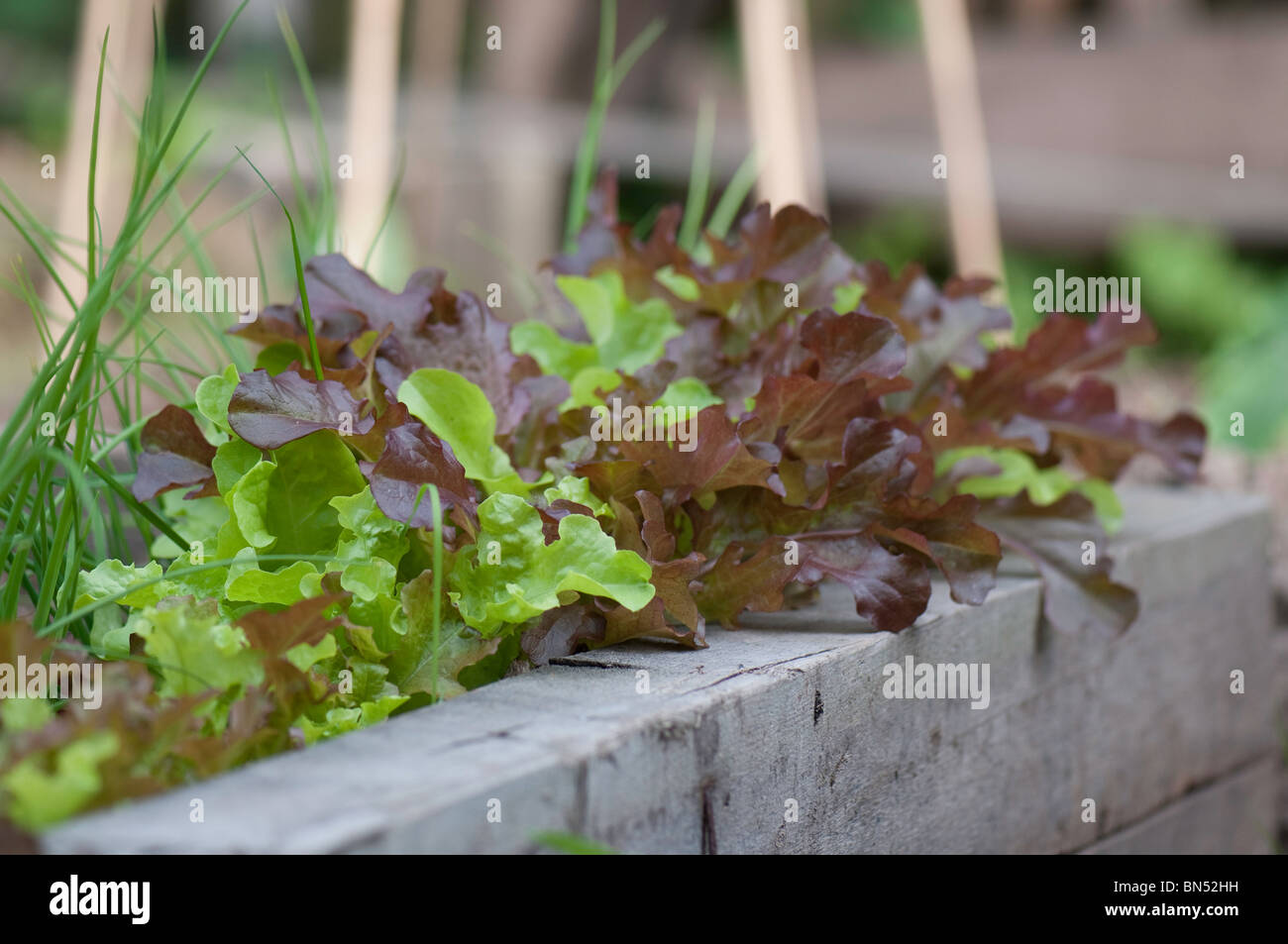lettuce plants in a raised bed Stock Photo Alamy