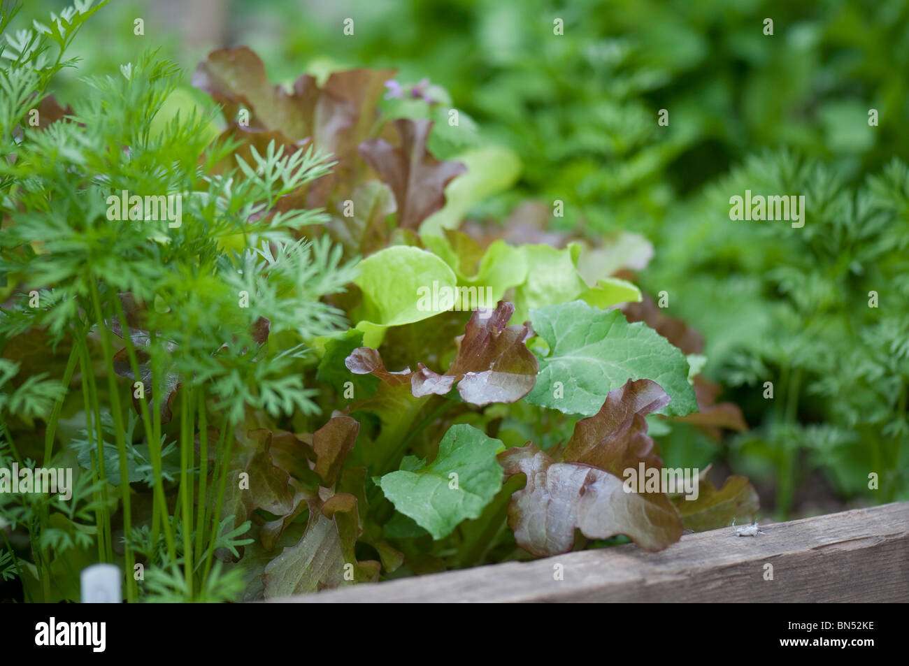 lettuce plants in a raised bed Stock Photo Alamy
