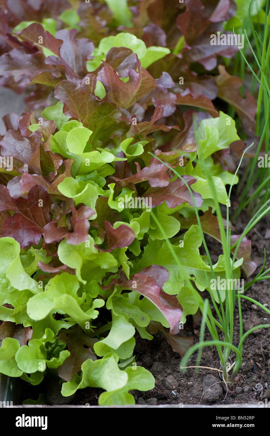lettuce plants in a raised bed Stock Photo Alamy