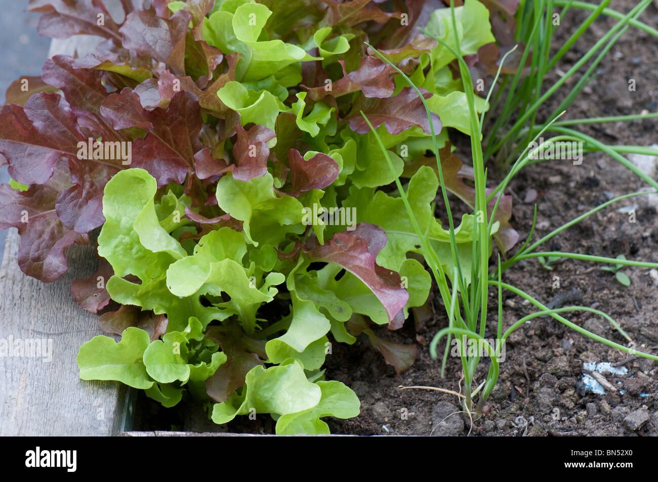 lettuce plants in a raised bed Stock Photo Alamy