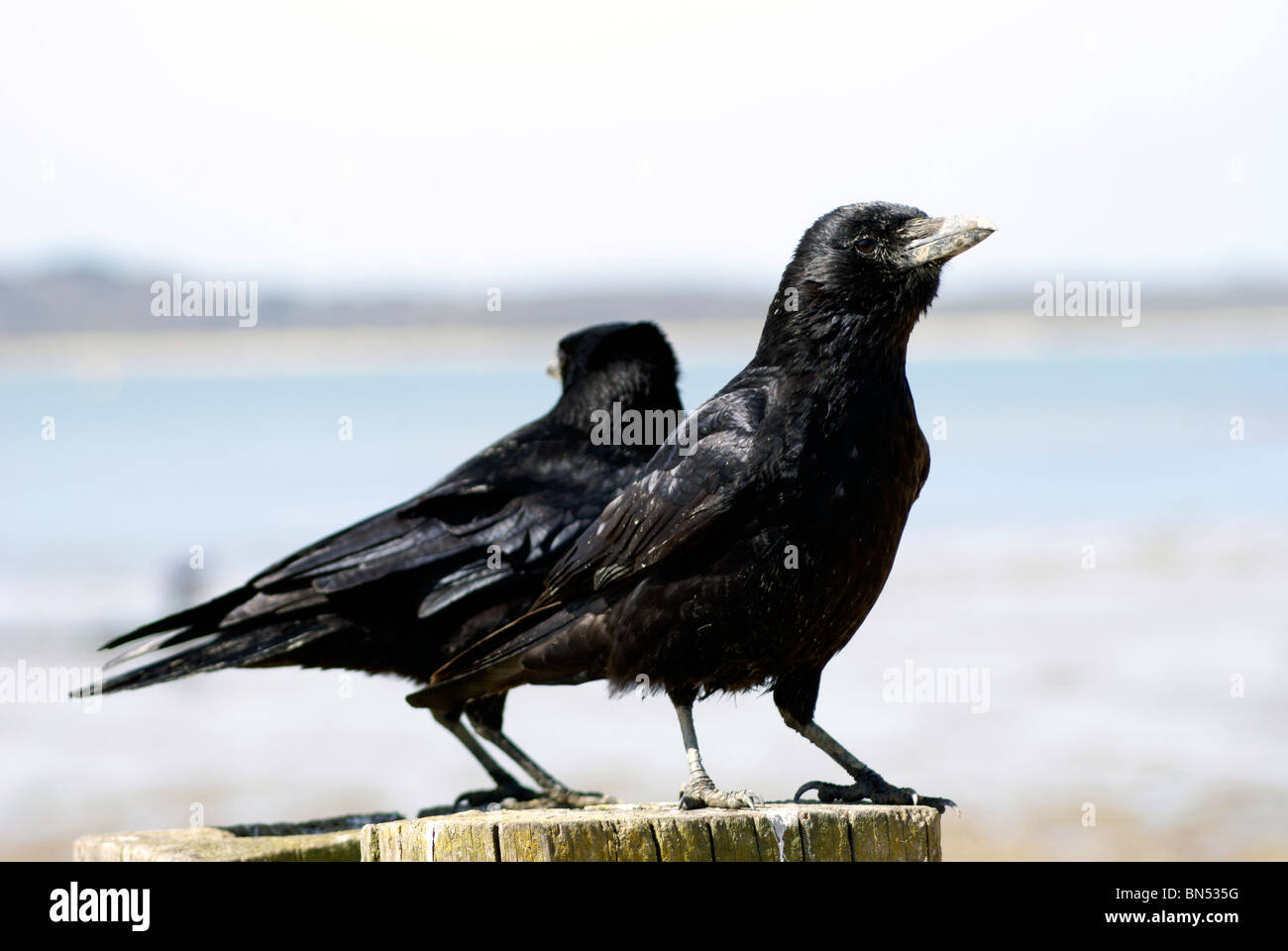 Laken Rooks ROOKS AT THE SEA SIDE Stock Photo - Alamy
