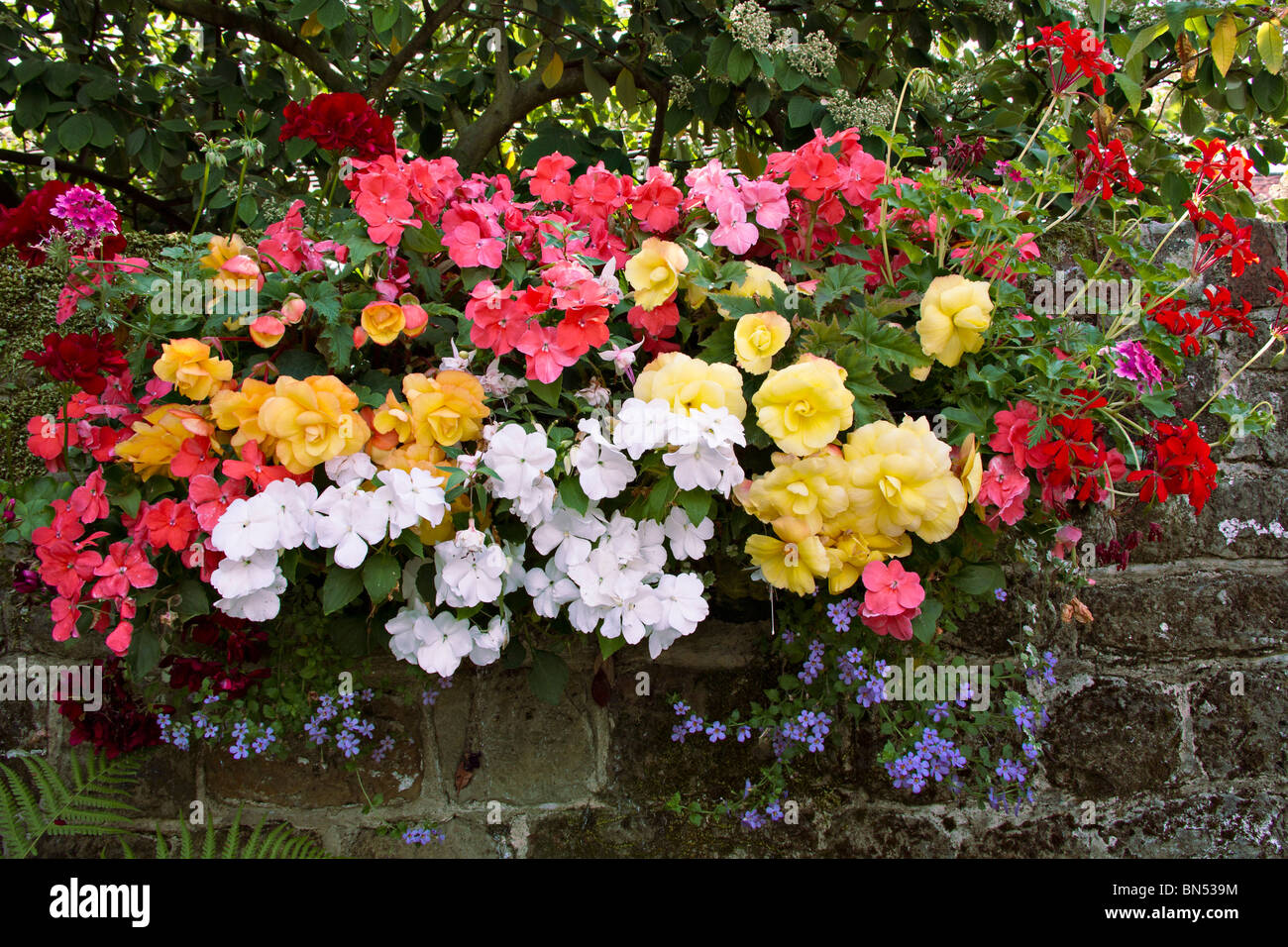 A colourful Summer wall planter filled with Busy Lizzies (Impatiens walleriana), Begonias and Pelargoniums in British garden Stock Photo