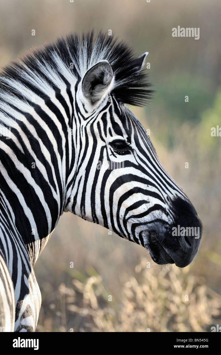 Burchells Zebra (Equus quagga) Stock Photo