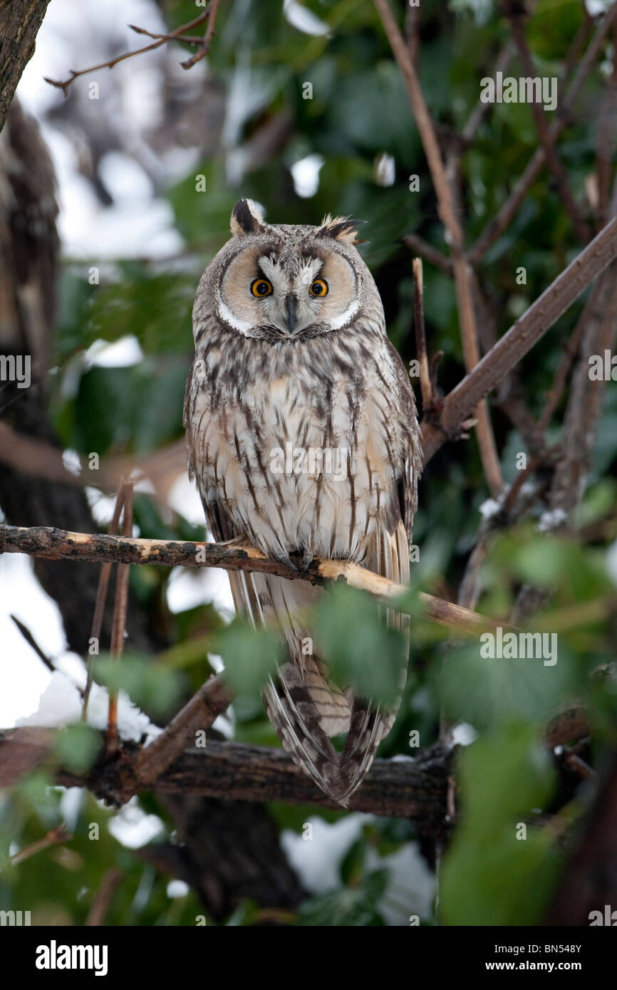 Long eared Owl (Asio otus) perching on branch Stock Photo