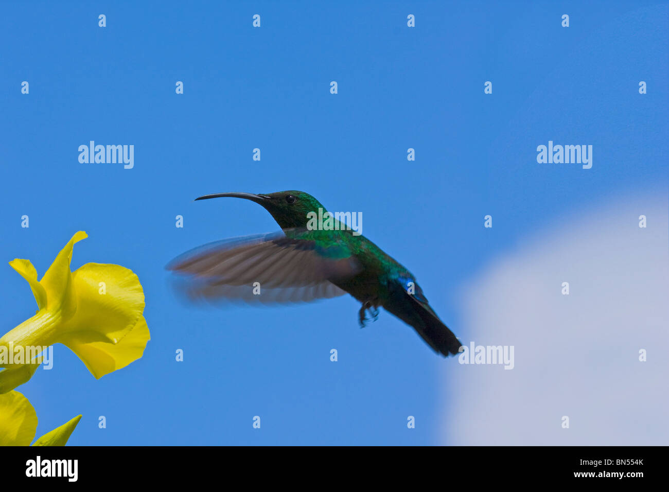 Hummingbird feeding off Allamanda Stock Photo