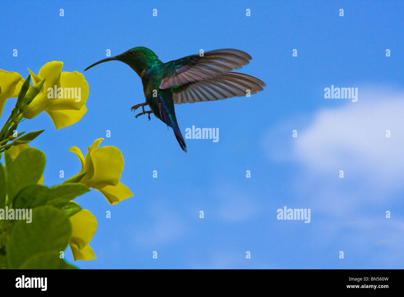 Hummingbird feeding off Allamanda Stock Photo