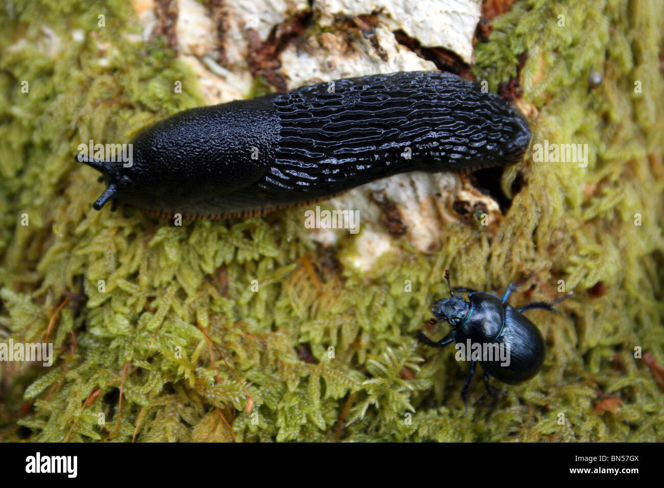 Black Slug Arion ater and Dor Beetle Geotrupes stercorarius Taken In Cumbria, UK Stock Photo