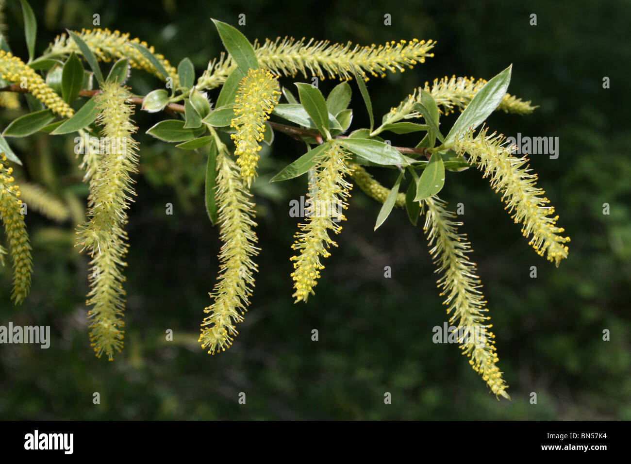 Crack Willow Catkins Salix fragilis Taken at Leasowe, Wirral, UK Stock Photo