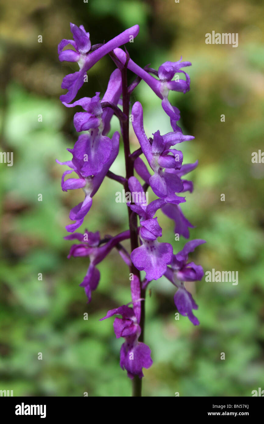 Early Purple Orchid Orchis mascula Taken In Lancashire, UK Stock Photo