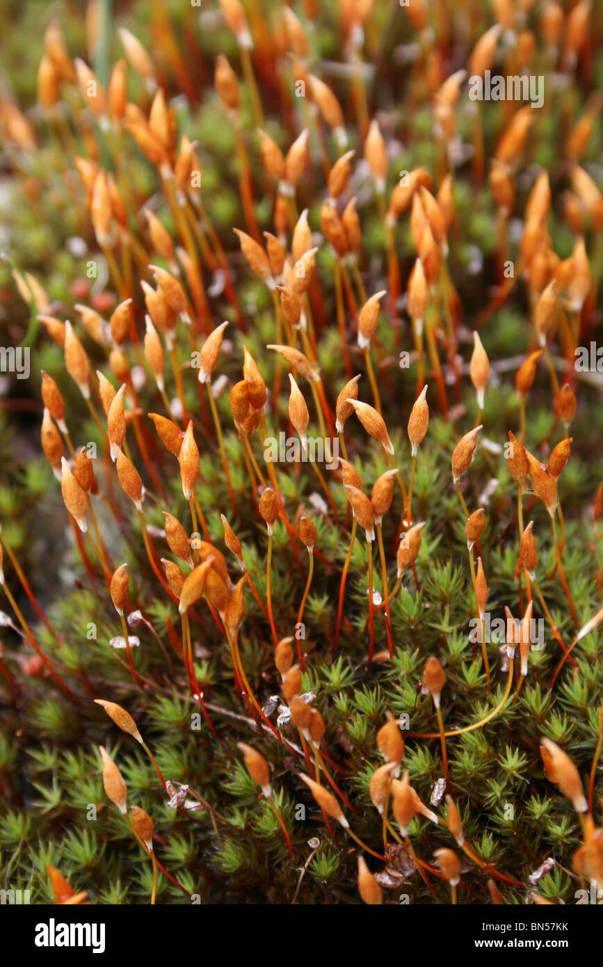 Moss Showing Reproductive Sporophytes Taken In Cumbria, UK Stock Photo