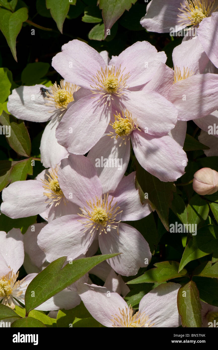 Clematis montana 'Elizabeth' flowers on a garden climber Stock Photo
