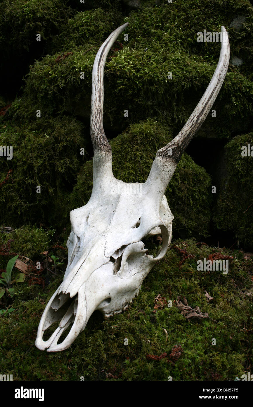 Red Deer Skull Cervus elaphus Taken in Cumbria, UK Stock Photo
