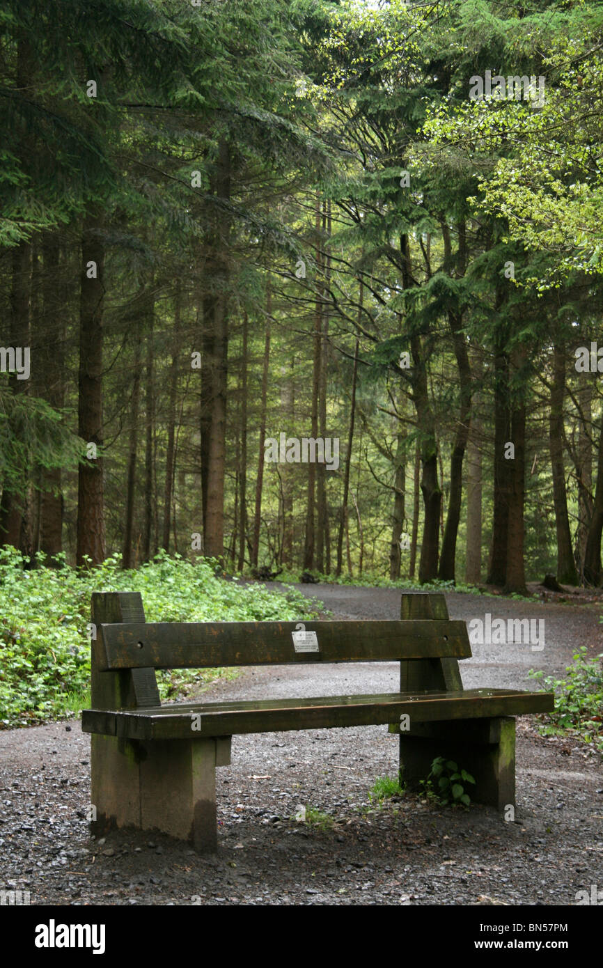 Wooden Seat On A Forest Track Taken in The Wyre Forest, Worcestershire, UK Stock Photo