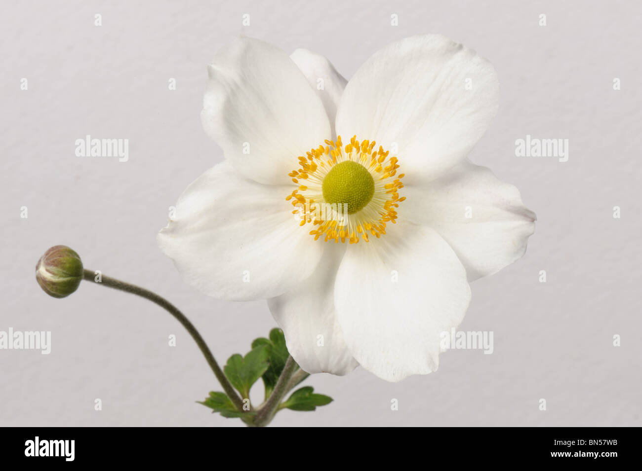 Anemone x hybrida 'Honorine Jobert' flower against a white background Stock Photo
