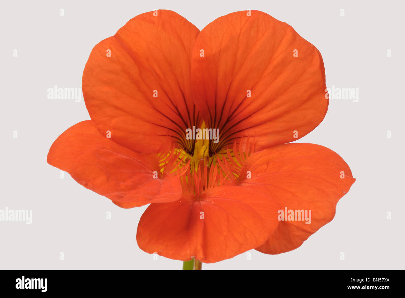 Orange nasturtium flower (Tropaeolum majus) against a white background Stock Photo