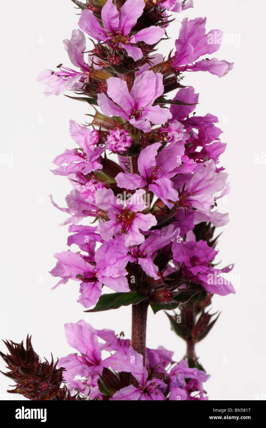 Close up of purple loosestrife (Lythrum salicaria) florets on a flower spike Stock Photo