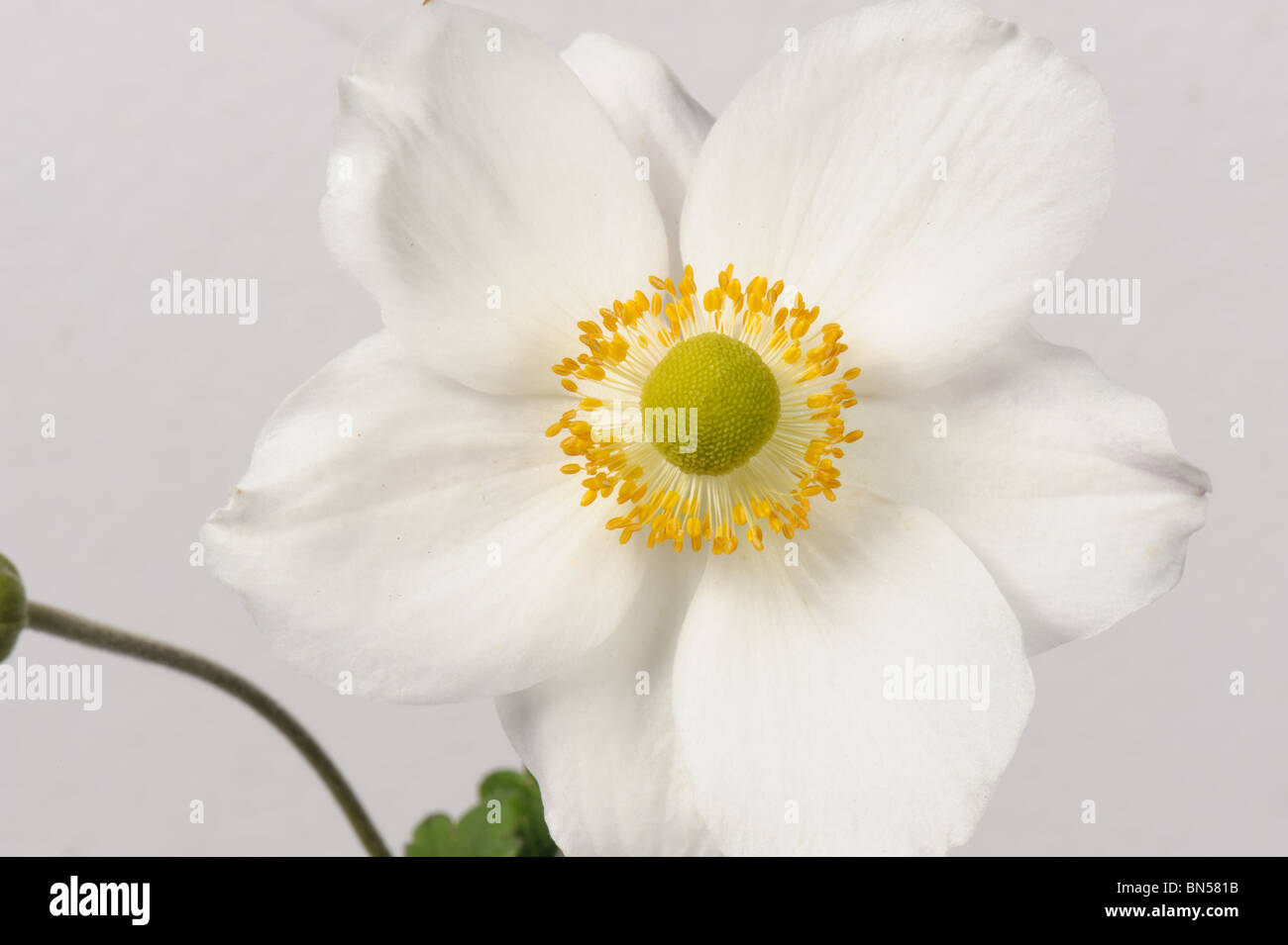 Anemone x hybrida 'Honorine Jobert' flower against a white background Stock Photo