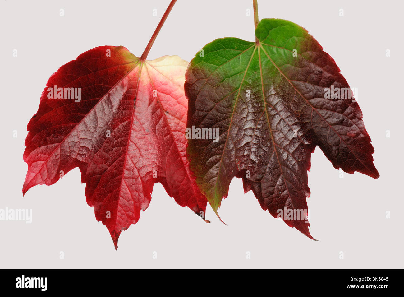 Boston ivy (Parthenocissus tricuspidata) autumn coloured leaves against a white background Stock Photo