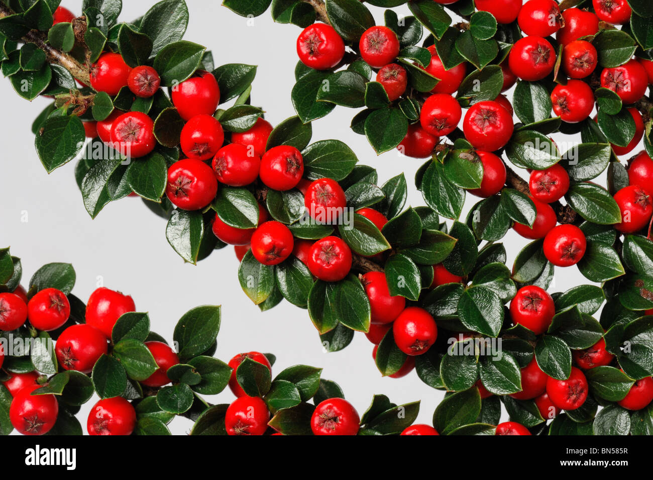 Bright red berries wioth dark green leaves on Cotoneaster horizontalis against a white background Stock Photo