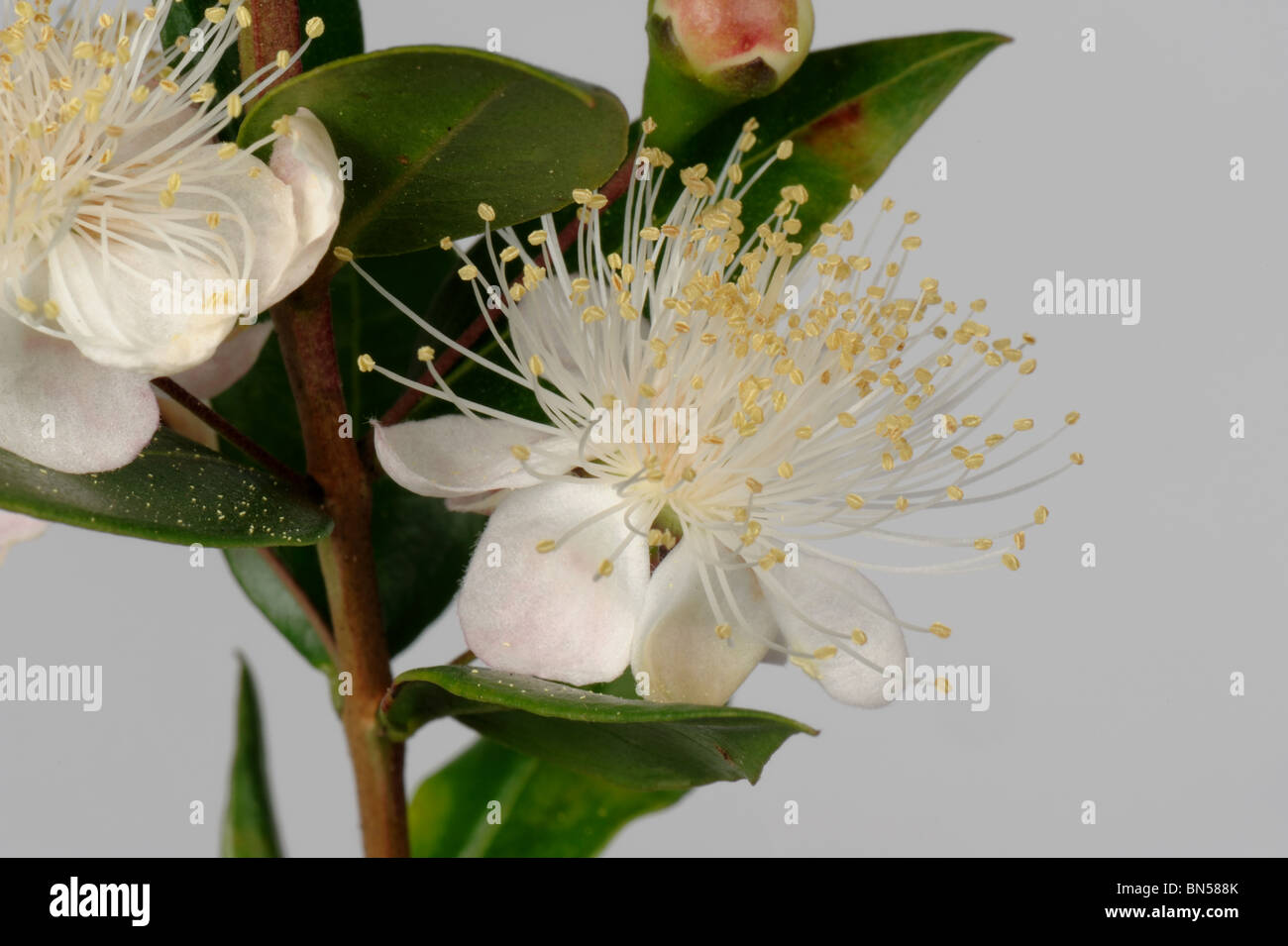Myrtle (Myrtus communis) shrub flower and bold filaments against a white background Stock Photo