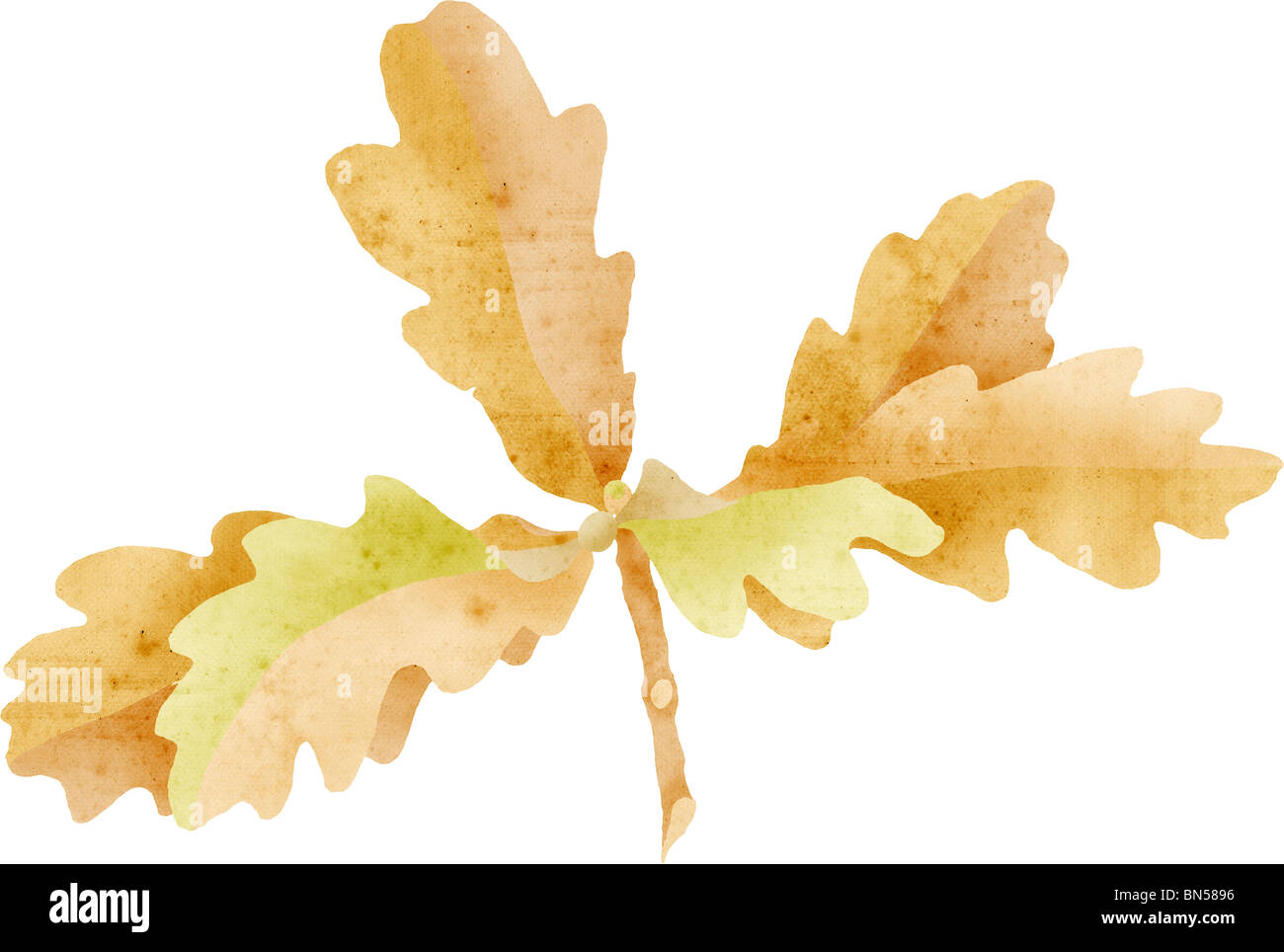 oak leaves cluster, e collage with paper texture Stock Photo Alamy