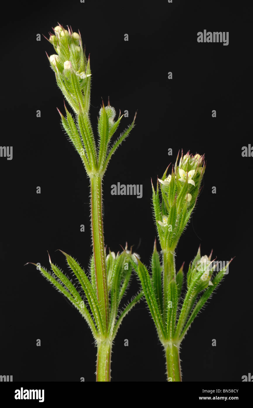 Small white flowers of cleavers (Galium aparine) with leaves and