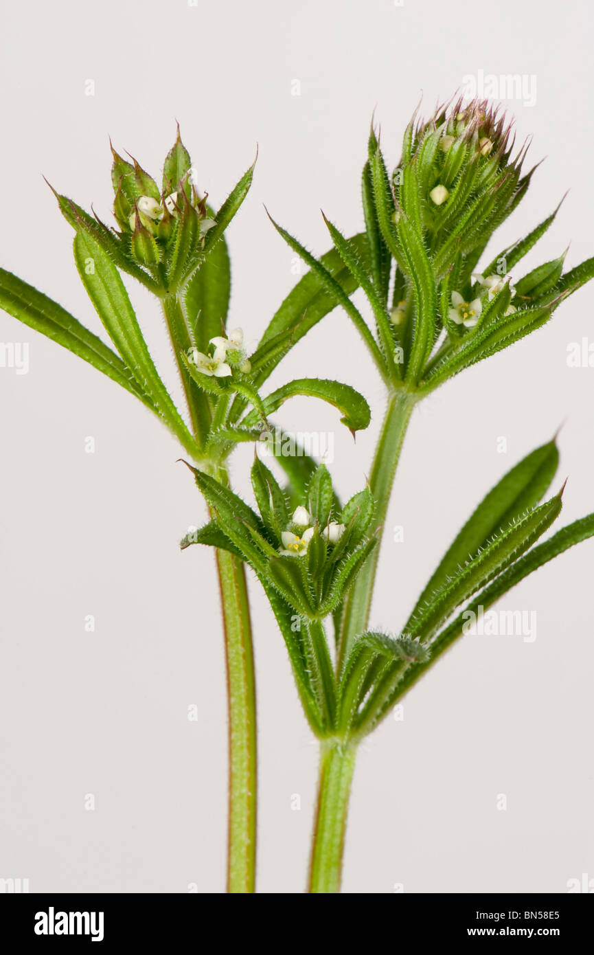 Small white flowers of cleavers (Galium aparine) with leaves and