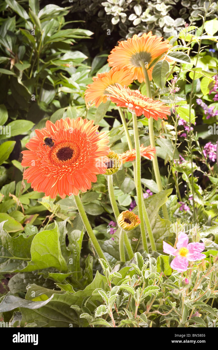 Orange Gerbera Flower with Bee in London Town/Suburban Garden Stock Photo