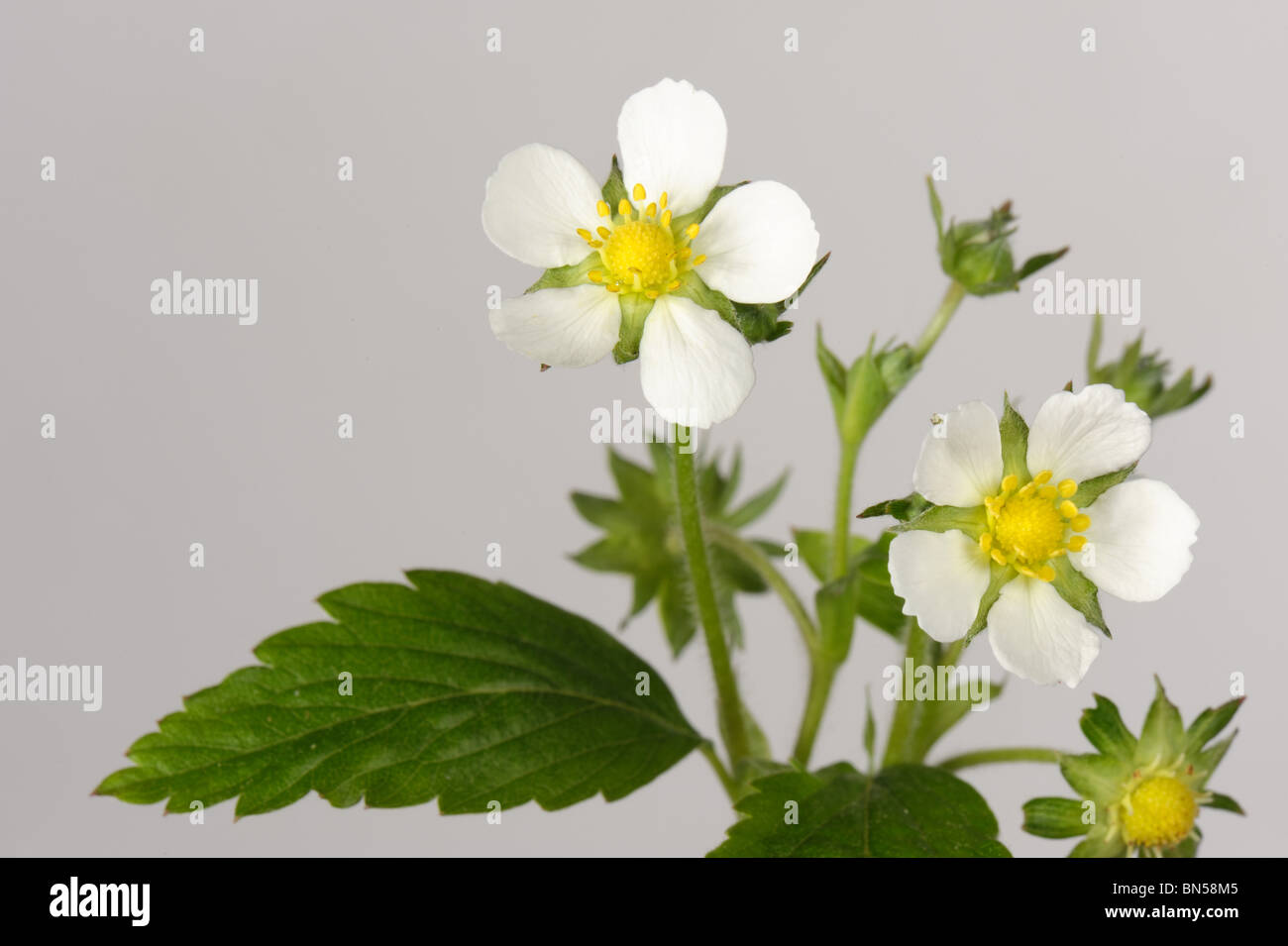 Wild strawberry (Fragaria vesca) flower showing petals, calyx and leaves on a white background Stock Photo