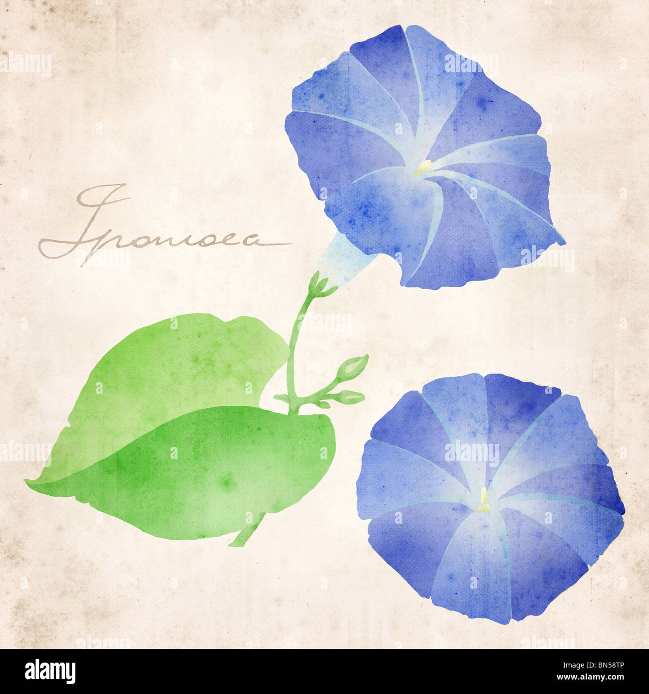 ipomoea  collage in  botanical illustration style, on old paper background, signed 'Ipoemea' Stock Photo