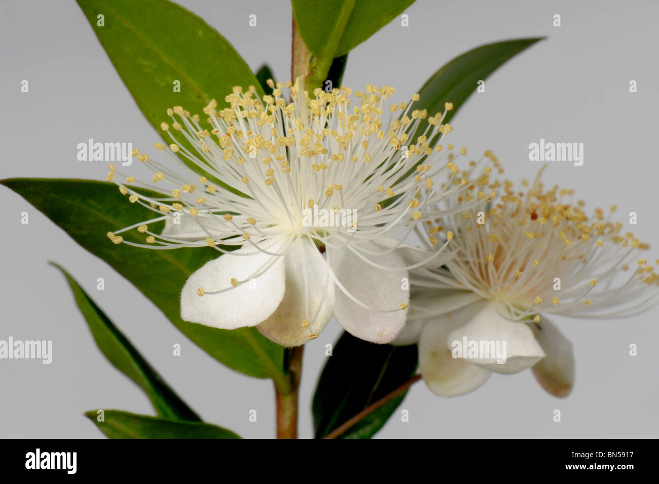 Myrtle (Myrtus communis) shrub flower and bold filaments against a white background Stock Photo
