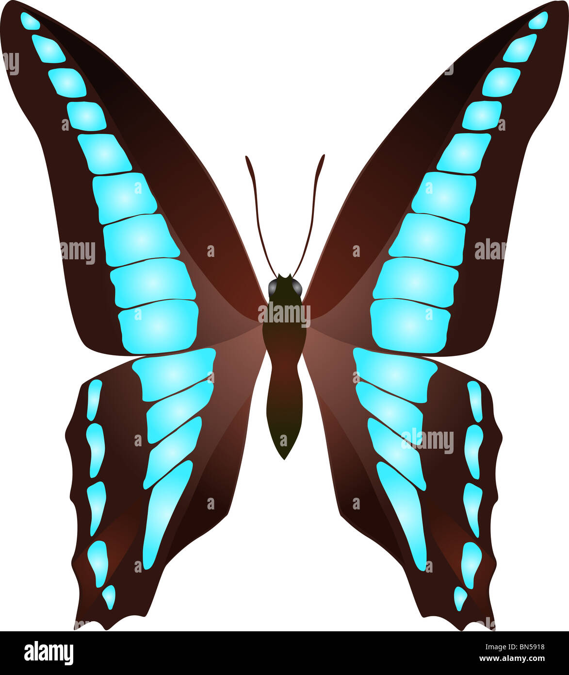 "blue triangle" butterfly, illustration in color Stock Photo Alamy