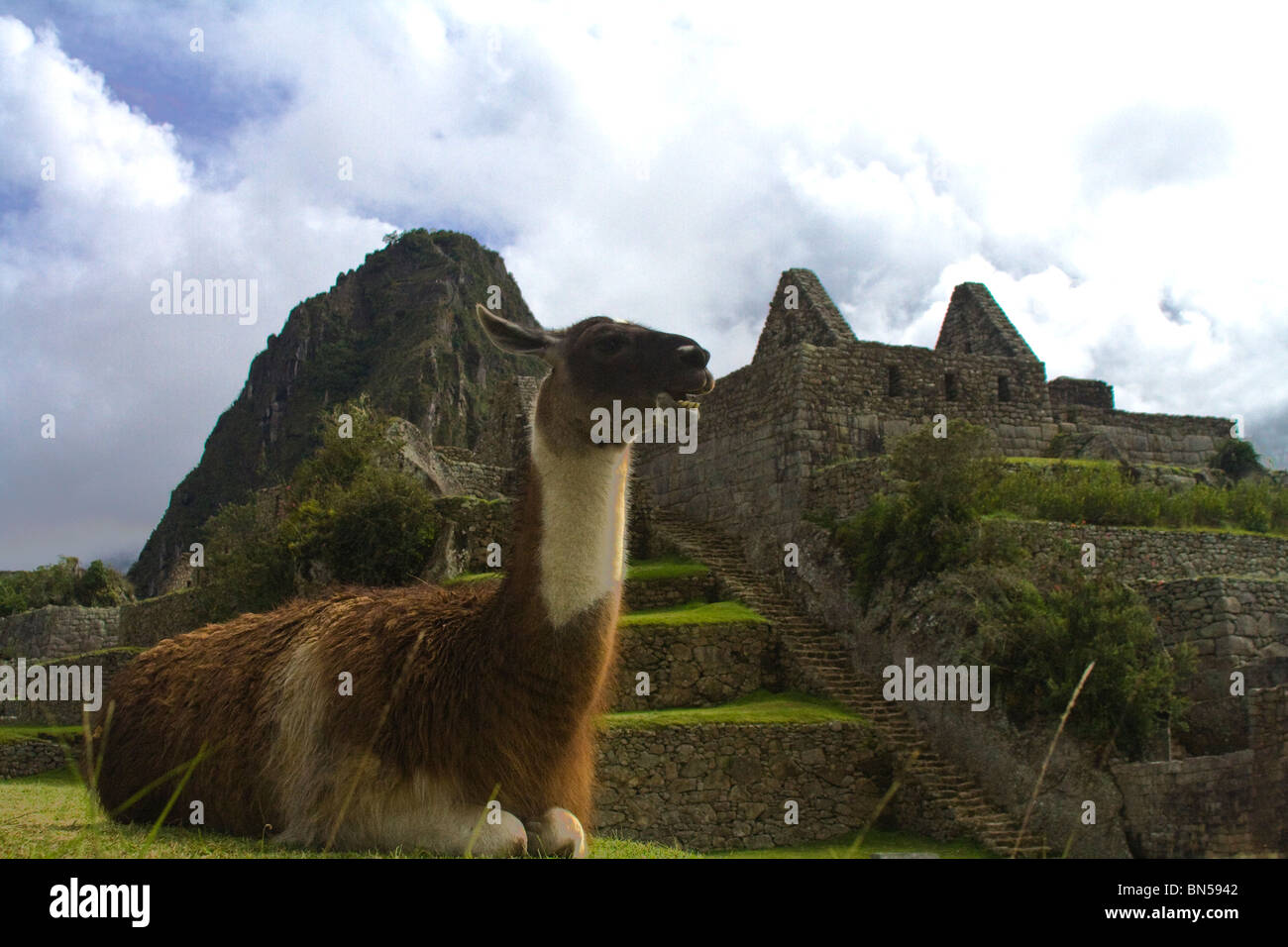 Low angle Llama on grass at Machu Picchu Stock Photo