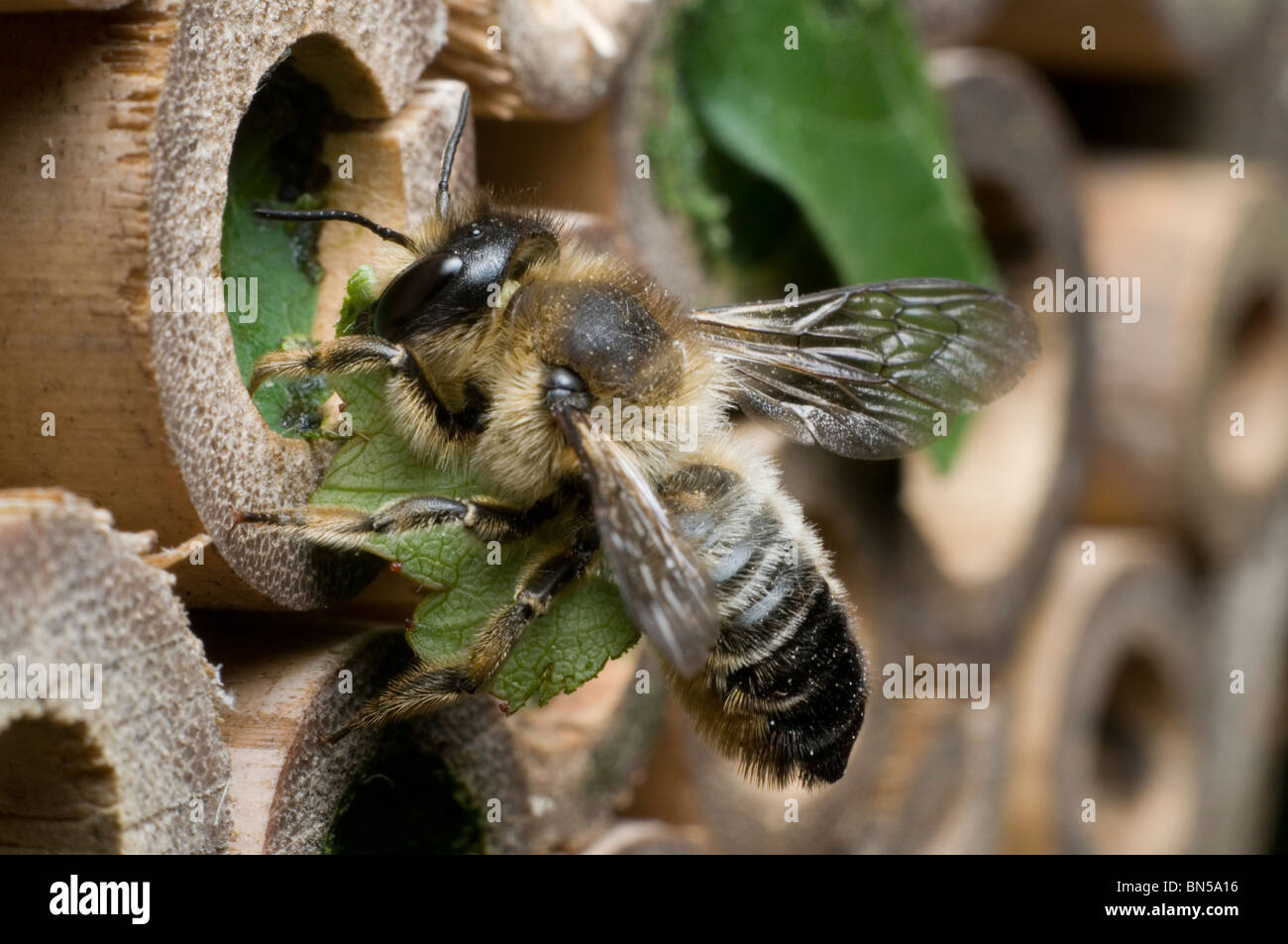 A leafcutter bee, Megachile centuncularis, nest-building in bamboo tubes in a UK garden. Stock Photo