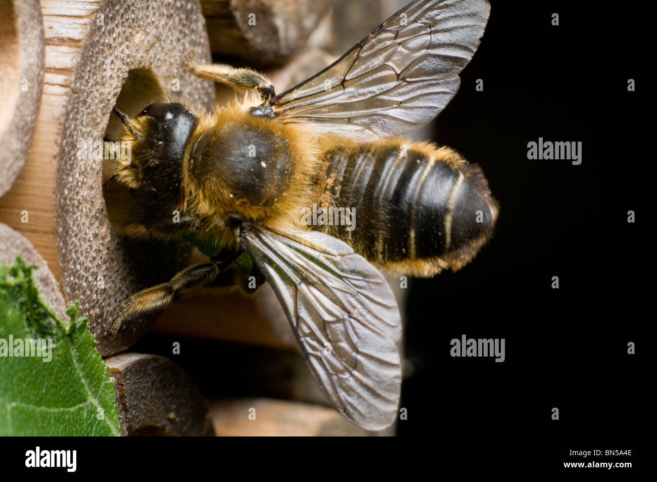 A leafcutter bee, Megachile centuncularis, nest-building in bamboo tubes in a UK garden. Stock Photo