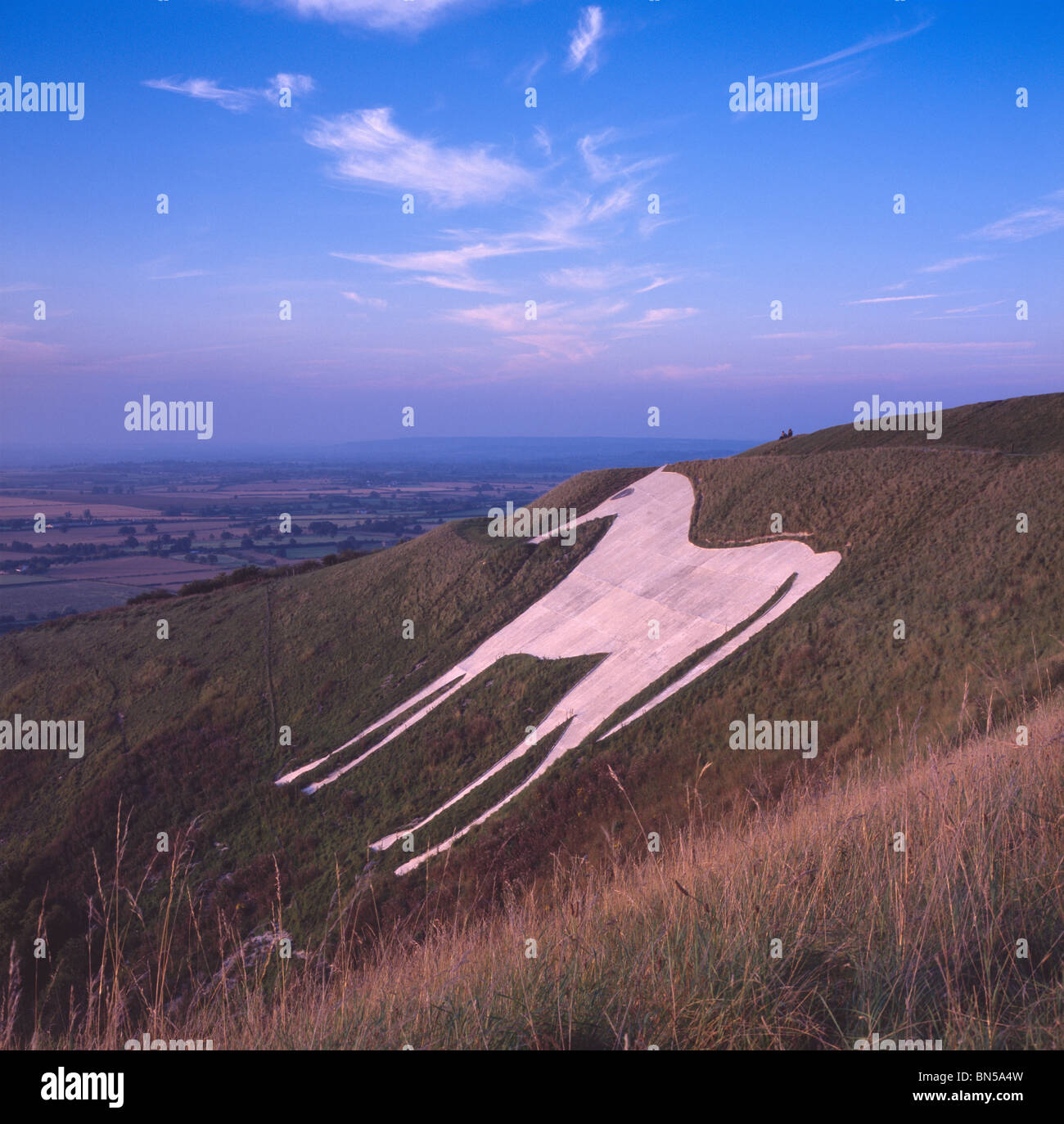 View across hillside to Westbury White Horse, chalk hill figure