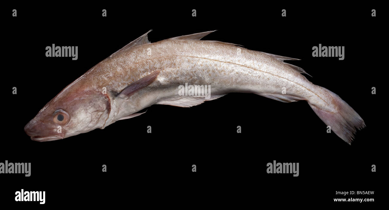 Whiting sea fish (Merlangius merlangus) Stock Photo
