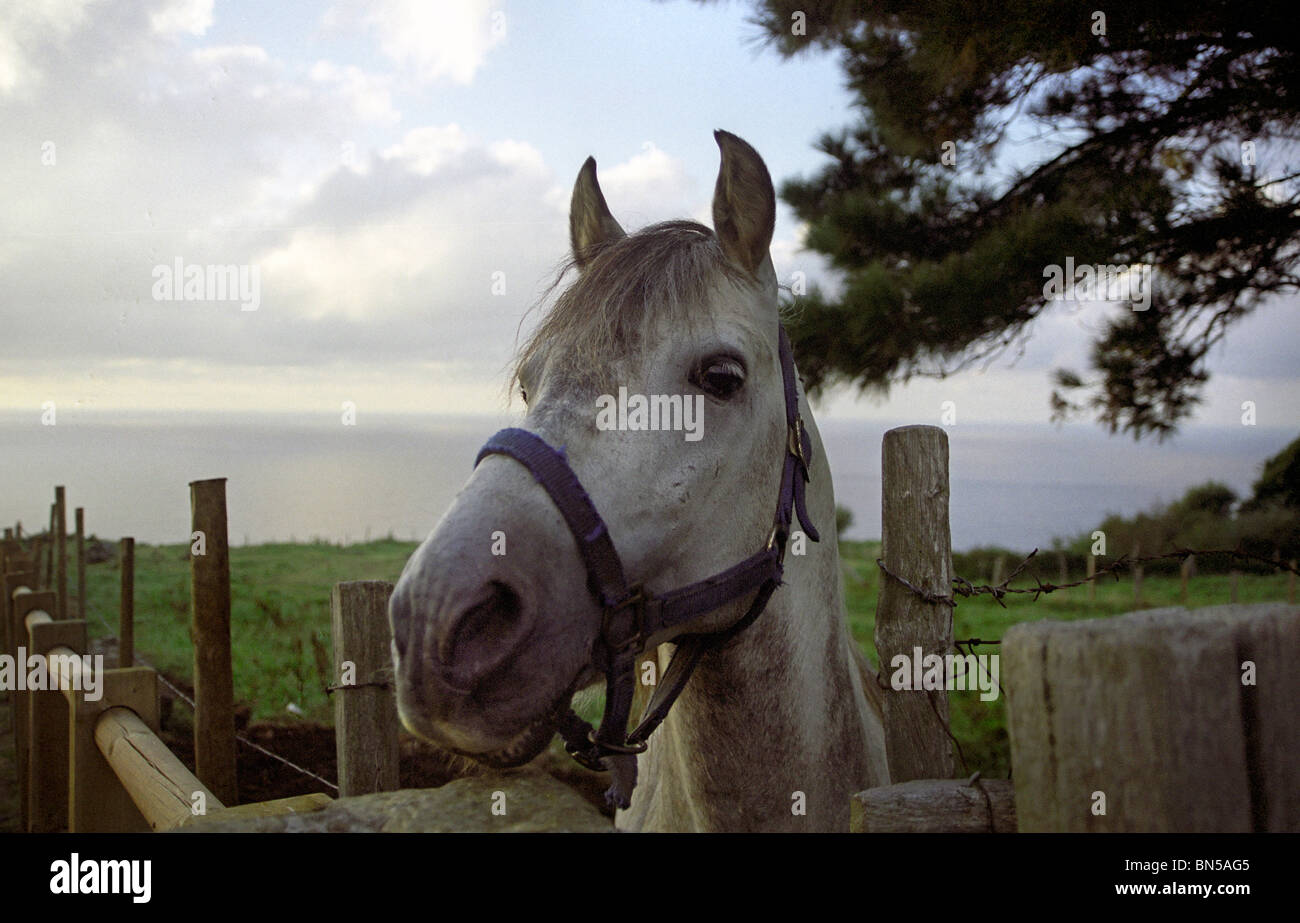 Horse in Spain Stock Photo