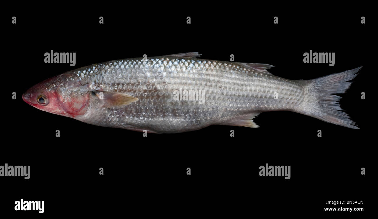 Grey mullet, a ray-finned fish found worldwide in coastal temperate and tropical waters Stock Photo
