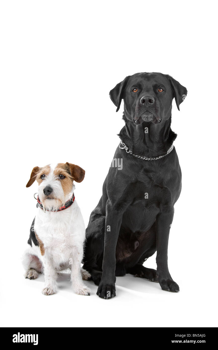 dog in front of a white background Stock Photo - Alamy